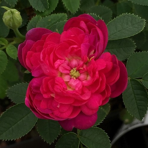 Burgundian Rose (Pompom de Bourgogne)-0
