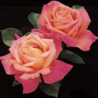 Photo Courtesy of Weeks Roses