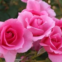 By T.Kiya from Japan (Rose,Country Dancer,バラ,カントリー ダンサー,) [CC BY-SA 2.0 (https://creativecommons.org/licenses/by-sa/2.0)], via Wikimedia Commons