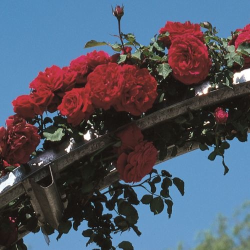 Don Juan Climbing Rose