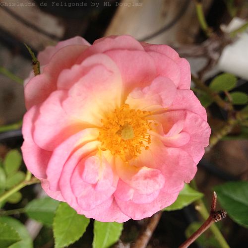 Repeat Flowering Fragrant Musk Peachy Yellow Blooms in Plentiful Clusters Bareroot Repeat Rambling Garden Rose GHISLAINE DE FELIGONDE