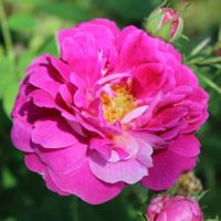 Bourbon Roses Archives - High Country Roses
