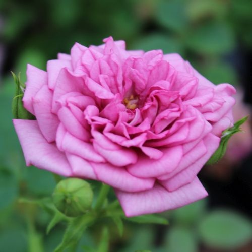 Small Tea Roses - Lavender — CaljavaOnline