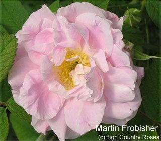 Martin Frobisher-68