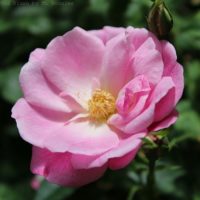 Old Blush by ML Douglas