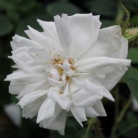 Perpetual White Moss (Quatre Saisons Blanc Mousseux) by ML Douglas