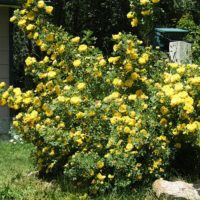 Rosa foetida persiana (Persian Yellow)-0