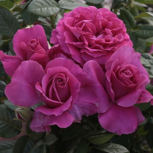 dólar estadounidense tapa Repetirse Pretty Lady Rose