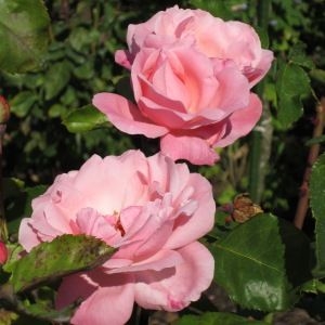 The Queen Elizabeth Rose, Buy online