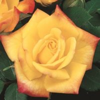 photo courtesy of Weeks Roses