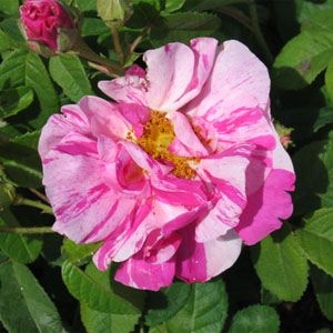 Rosa gallica versicolor (Rosa Mundi)-0