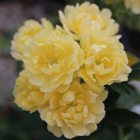 Rosa banksiae lutea by ML Douglas