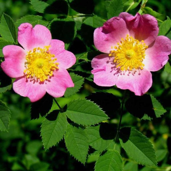 Rosa carolina