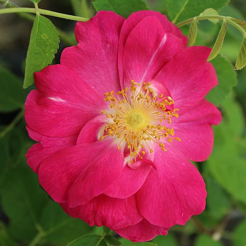 Rosa gallica