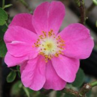 Rosa gallica officinalis by ML Douglas