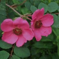 Rosa moyesii-0