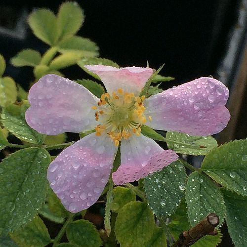 Rosa pomifera (Apple Rose)-774