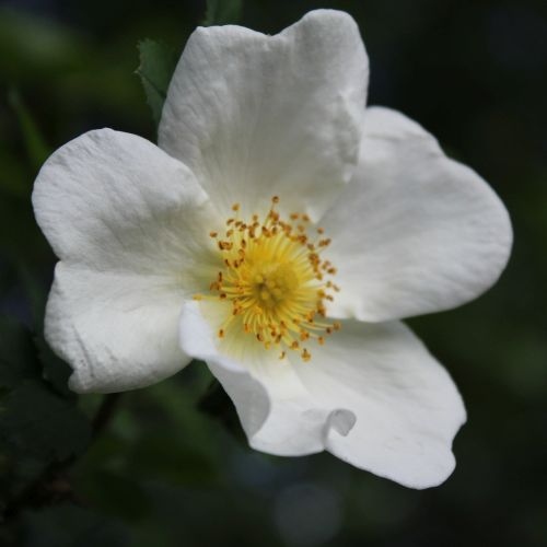 Rosa spinosissima by ML Douglas