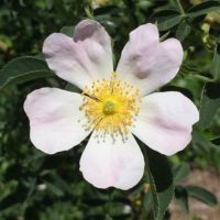 Rosa spinosissima by ML Douglas