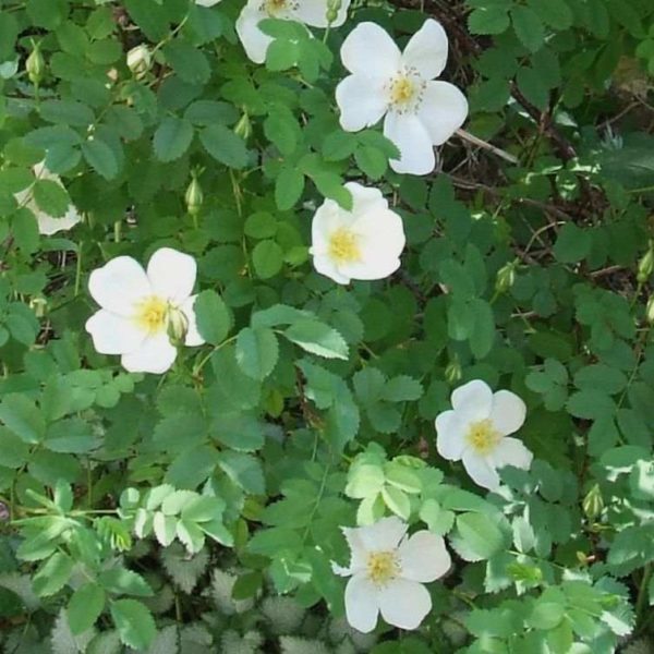 Rosa spinosissima 'Altaica' by ML Douglas