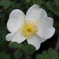 Rosa spinosissima 'Altaica' by ML Douglas