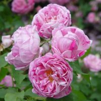 By T.Kiya from Japan - Rose Honoline de Brabant CC BY-SA 2.0, https://commons.wikimedia.org/w/index.php?curid=43231044