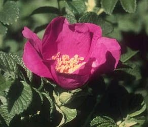Rosa rugosa rubra-372
