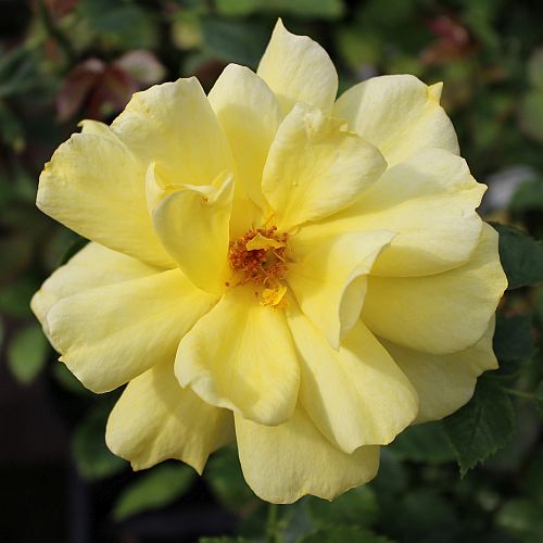 Sunsprite Floribunda 2 gal Deep Yellow Live Bush Plants Shrub Plant Fine Roses 