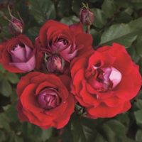 Photo Courtesy of Weeks Roses